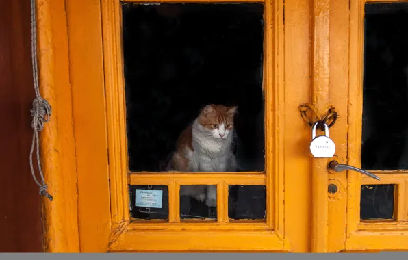 Картинка кошка, замок, дверь