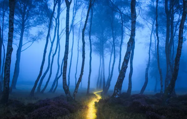 Картинка лес, природа, туман, дорожка