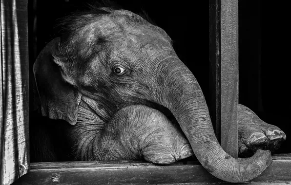 Взгляд, слон, окно, слоненок, чёрно - белое фото