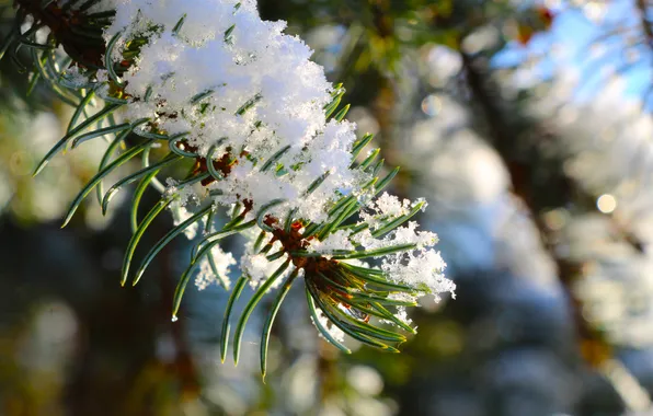 Snow, cold, twig