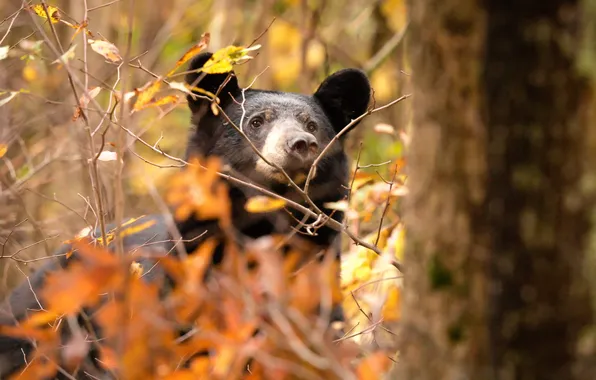 Картинка осень, природа, медведь