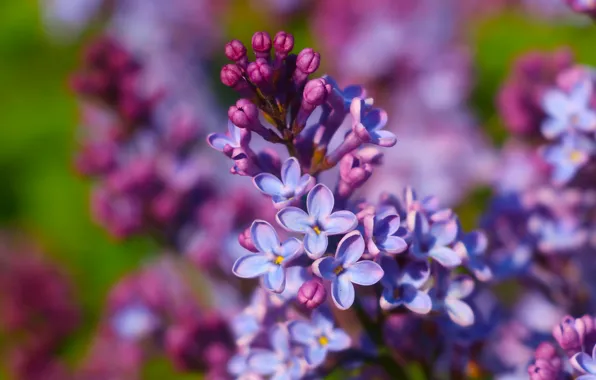 Flower, spring, lilac, purpure
