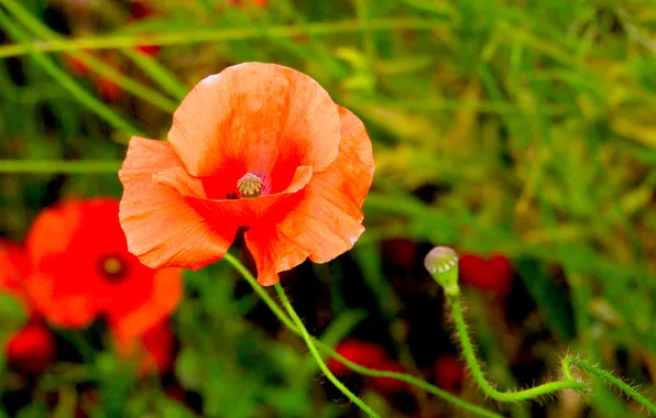 Red, flower, poppy