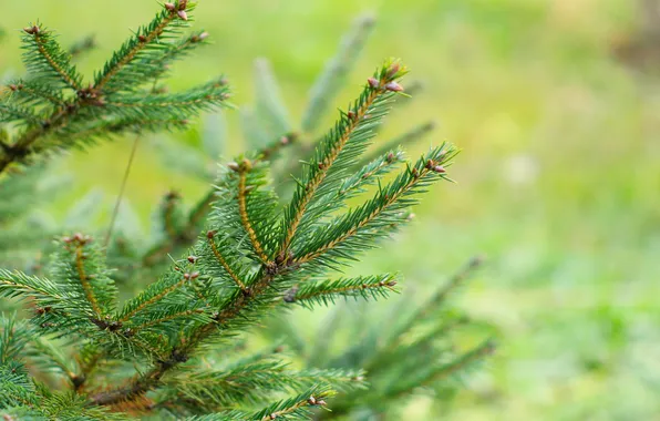 Tree, spruce, twig