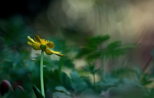 Картинка цветок, макро, желтый