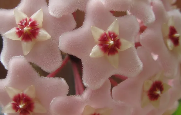 Flowers, bouquet, bloom, hoya flowers, spring time