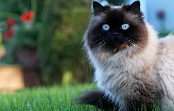 Кошка, лето, трава, кот, взгляд, портрет, сад, мордочка