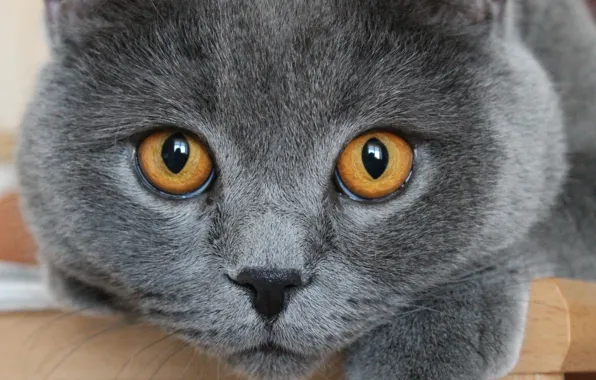 Картинка глаза, кот, макро