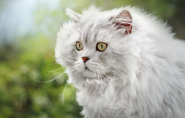 Кошка, белый, кот, усы, взгляд, морда, портрет, пушистый