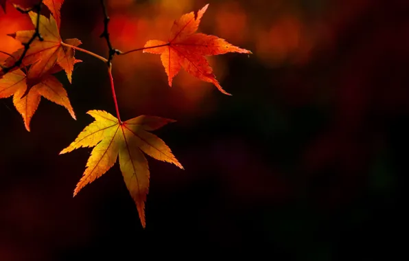 Осень, листья, colorful, клен, autumn, leaves, осенние, maple