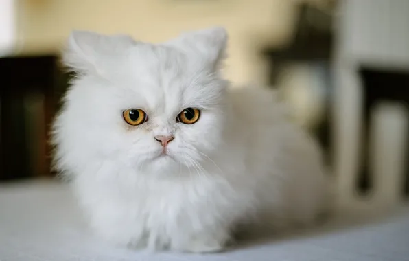 Картинка кошка, взгляд, мордочка, белая, Персидская кошка