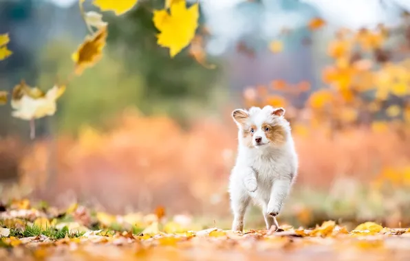 Картинка осень, взгляд, листья, природа, собака, малыш, бег, щенок