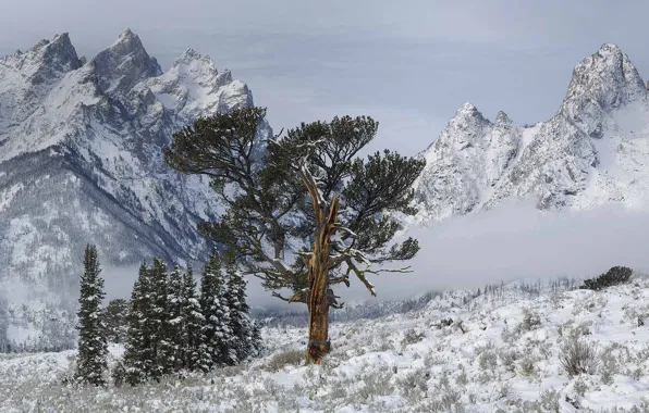 Снег, горы, дерево, Вайоминг, США, Grand Teton National Park