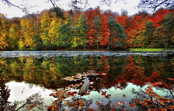 Картинка осень, деревья, река, Red and Yellow