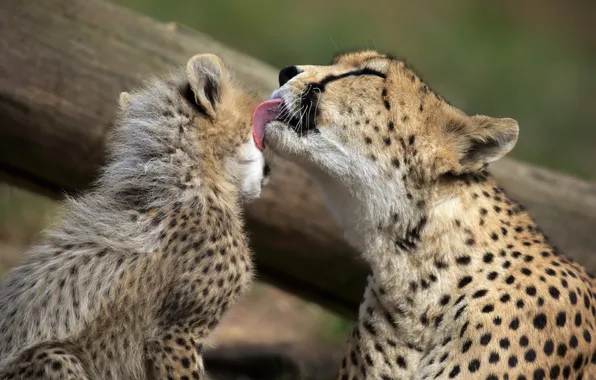 Leopard, cub, feline