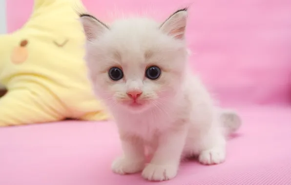 Картинка кошка, белый, взгляд, игрушка, портрет, малыш, мордочка, котёнок