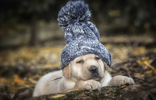 Картинка шапка, собака, щенок, Лабрадор-ретривер