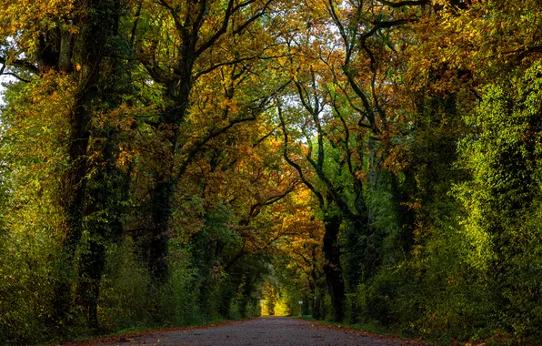 Картинка осень, лес, деревья, парк, листва