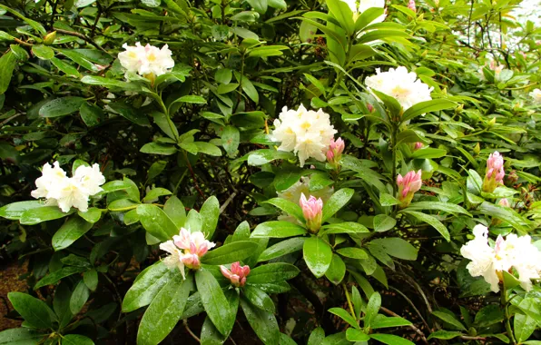 Flower, leaf, bloom, rhododendron, azalea