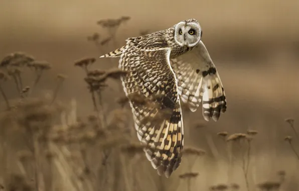 Картинка bird, flight, animal, Short-eared Owl