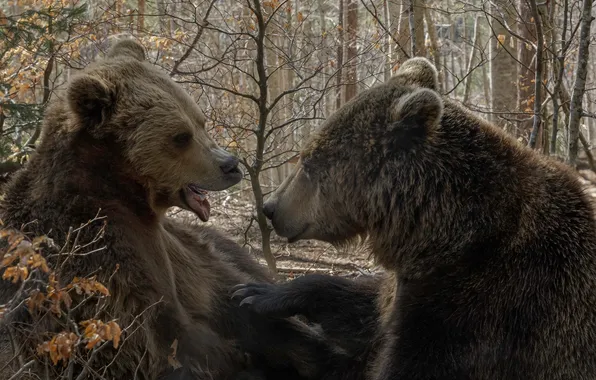 Лес, медведи, беседа, Татьяна Войлокова