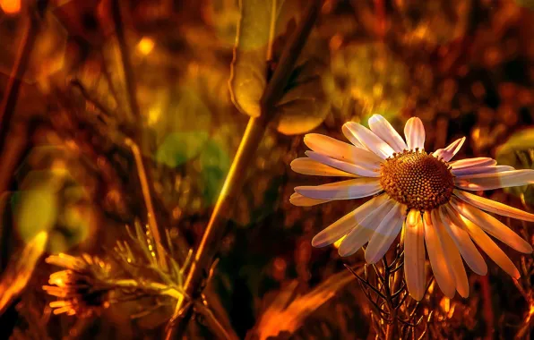 Цвет, Цветок, Растение, Растения, Flower, Flowers, Color, Flora