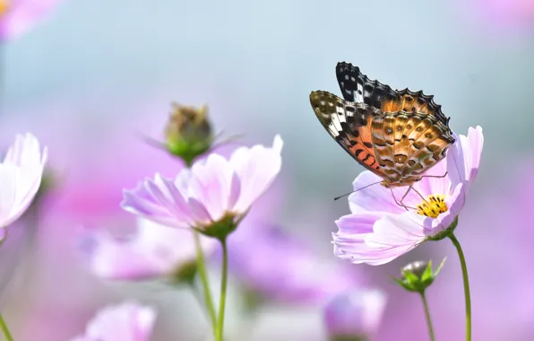 Картинка макро, цветы, природа, бабочка, космея