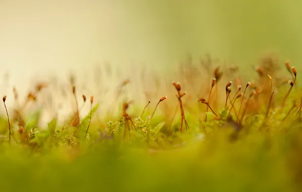 Картинка трава, макро, природа