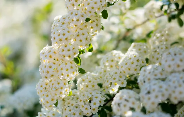 Солнце, цветы, куст, весна, май