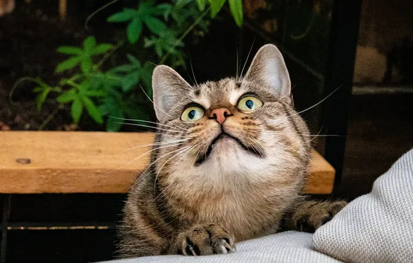 Кошка, кот, взгляд, листья, ветки, природа, поза, темный фон