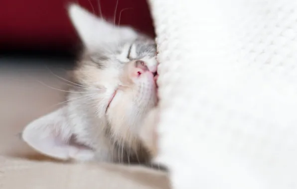 Картинка котенок, отдых, сон, малыш