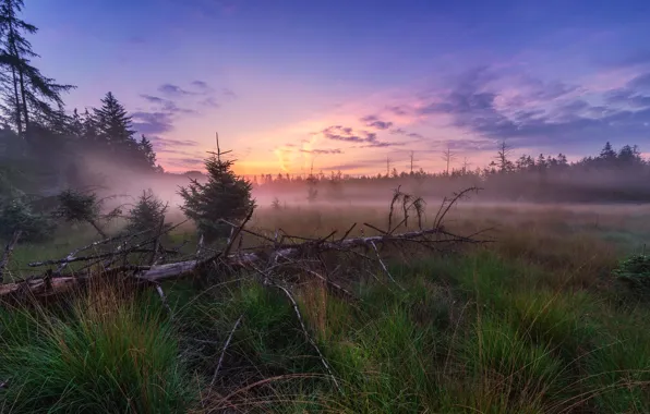 Картинка лес, закат, туман