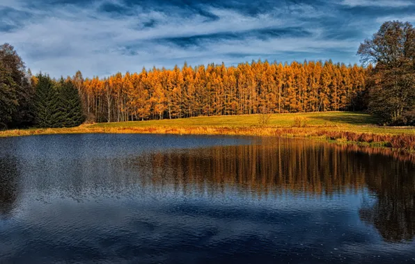 Осень, лес, берег, водоем