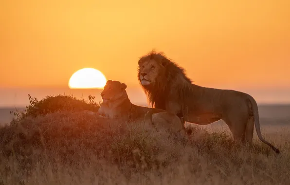 Картинка закат, лев, Африка, дикие кошки, львы, парочка, львица