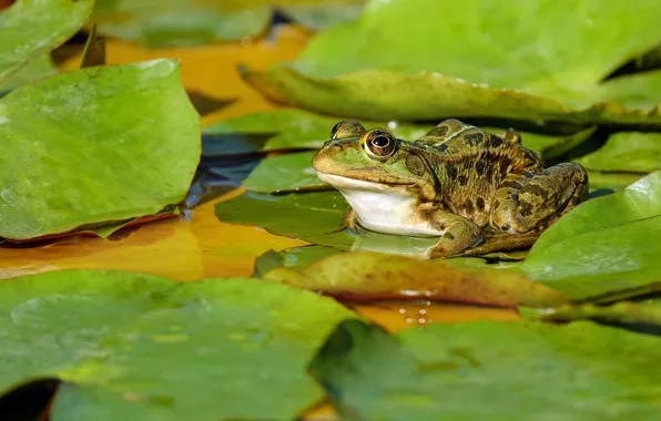 Листья, вода, макро, природа, пруд, лягушка, зеленая, водоем