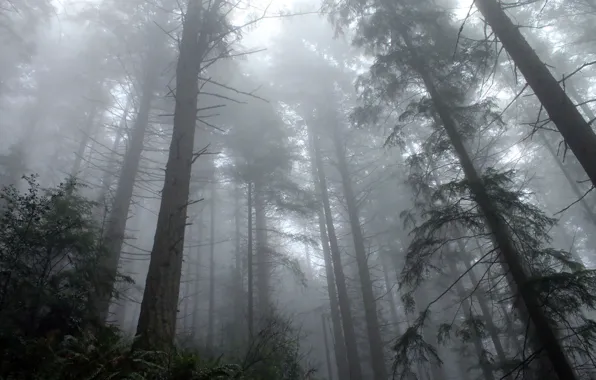 Лес, деревья, природа, туман