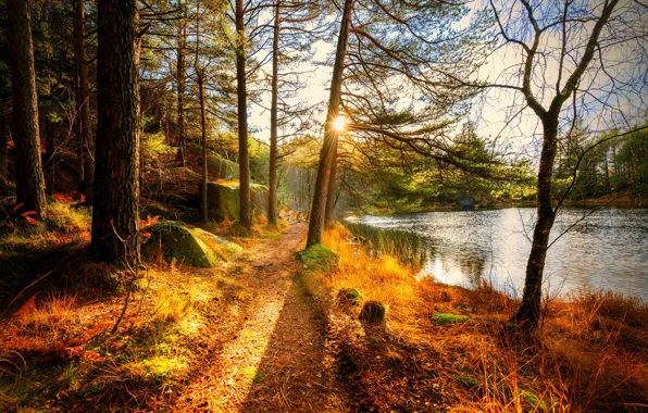 Лес, деревья, пейзаж, Природа, forest, river, trees, landscape