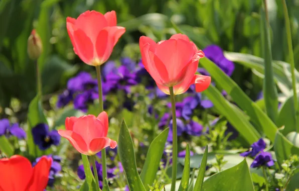 Картинка зелень, фиолетовый, листья, свет, цветы, красный, весна, сад