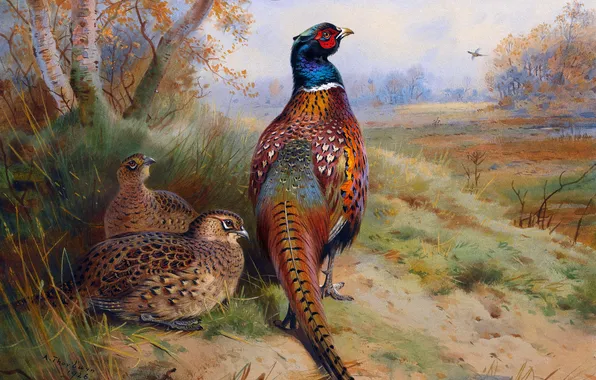 Трава, Деревья, Птицы, Картина, Фазаны, Archibald Thorburn, Арчибальд Торберн, Шотландский живописец