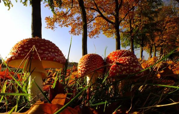 Картинка осень, небо, трава, деревья, грибы