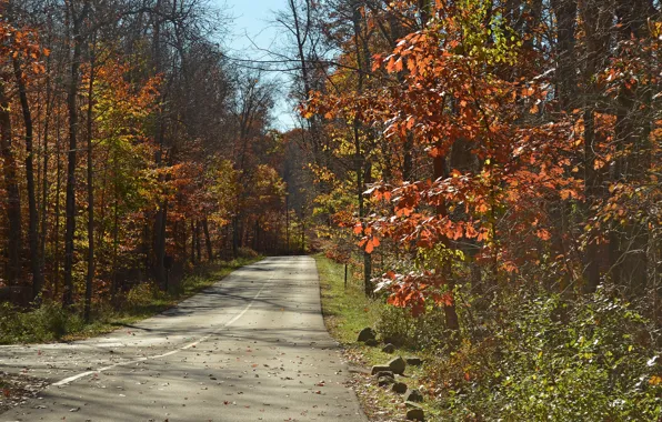 Картинка Дорога, Осень, Деревья, Fall, Autumn, Road, November, Trees