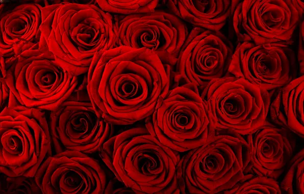 Картинка цветы, букет, Розы