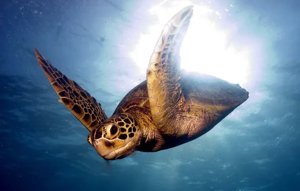 Картинка sea, bird, turtle, swim