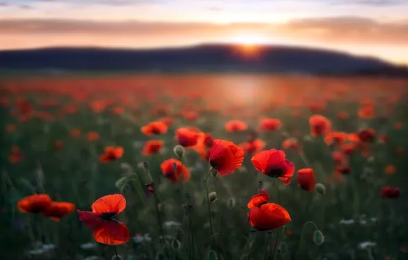 Картинка поле, маки, утро