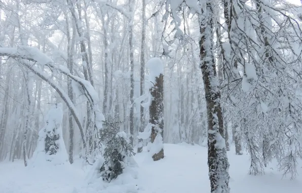 Зима, лес, снег, мороз, forest, Winter, snow, frost