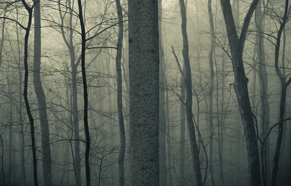 Картинка осень, лес, деревья, туман, стволы, сумрак, тени, силуэты