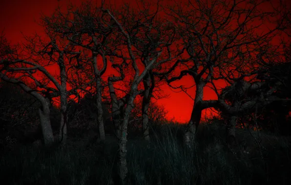 Картинка деревья, ночь, зарево