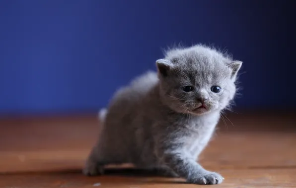 Малыш, мордочка, котёнок, синий фон, британский