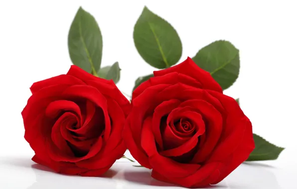 Роза, red, rose, flower