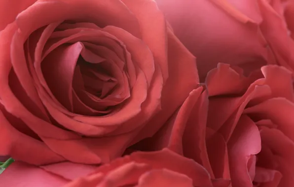 Красные, red, rose, букет роз, floral